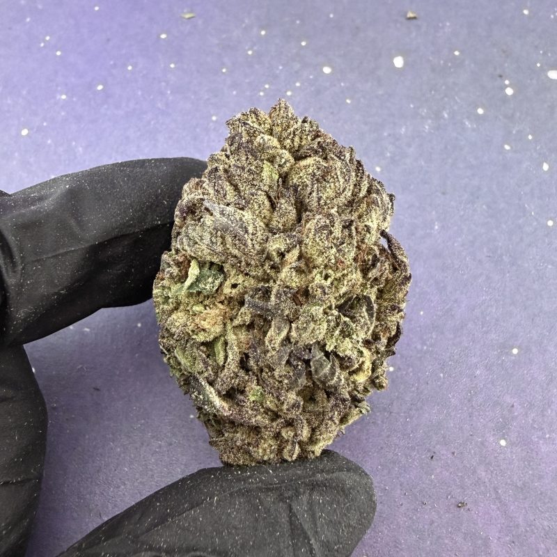 B21 Gelato King